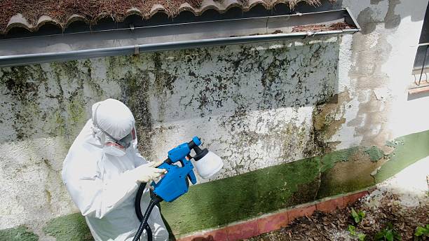 Top rated local Mold Removal specialists in Street, MD